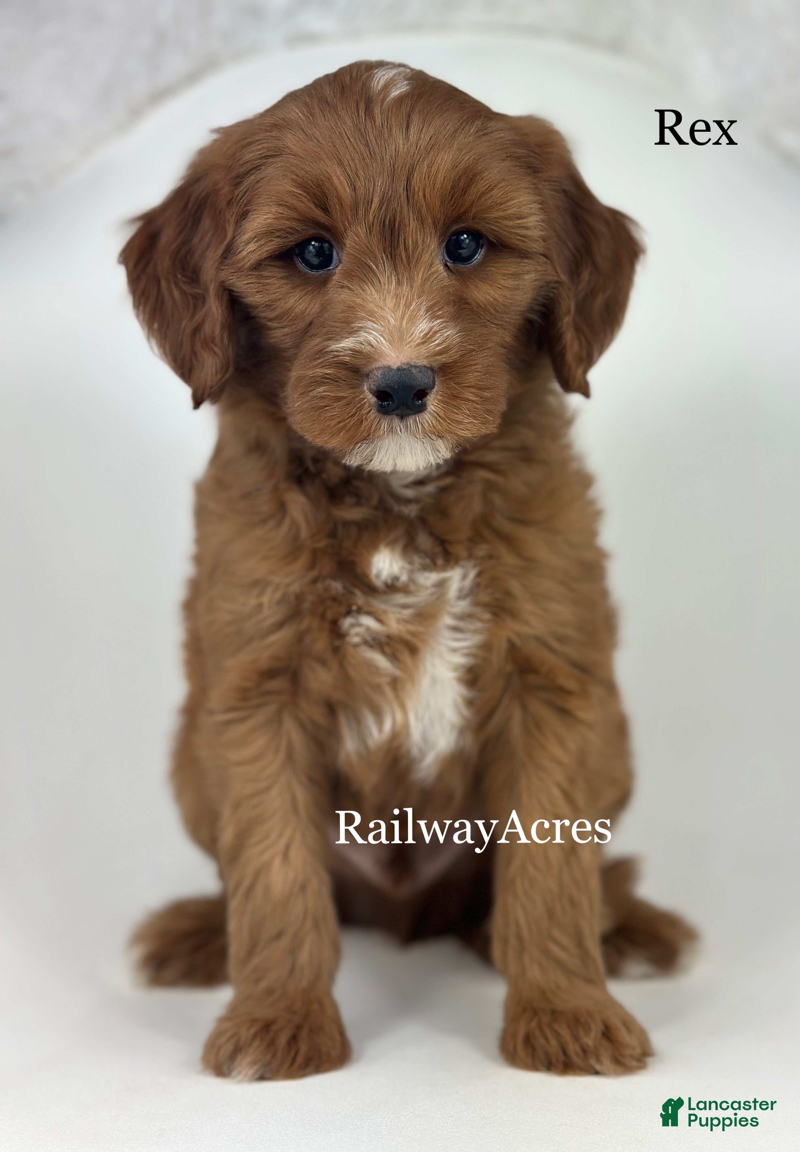 Mixed Breed dogs Rex - Ad 18