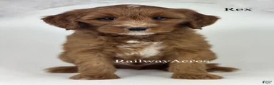 Rex