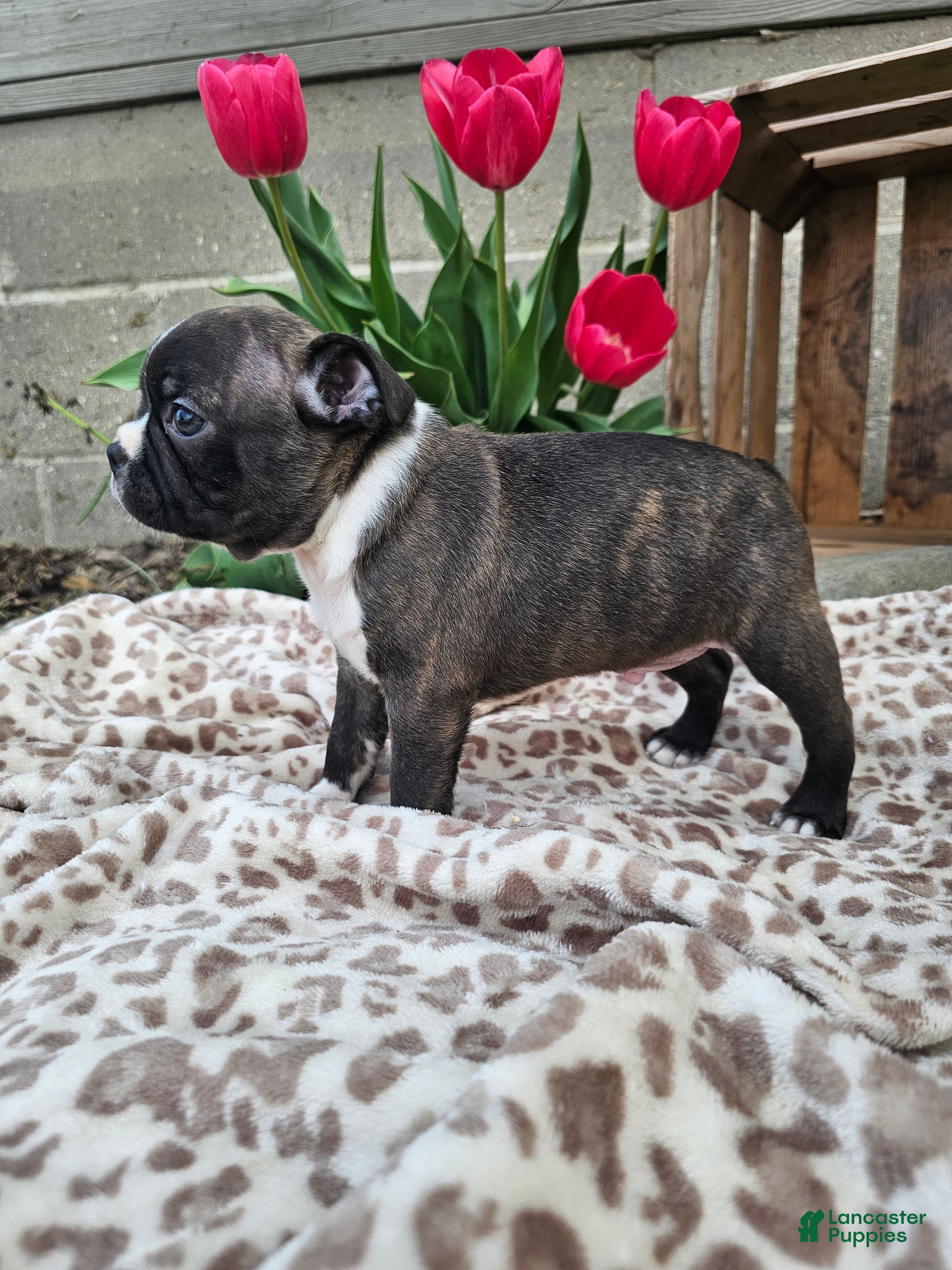 Boston Terrier dogs Magic - Ad 2