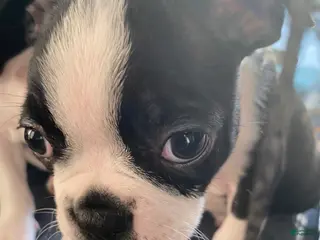 Boston Terrier dogs Elsie - Ad 31