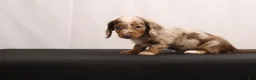 Dachshund dogs for sale: Snowy - Ad 6
