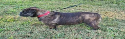 English Bulldog dogs for sale: Chloe - Ad 5