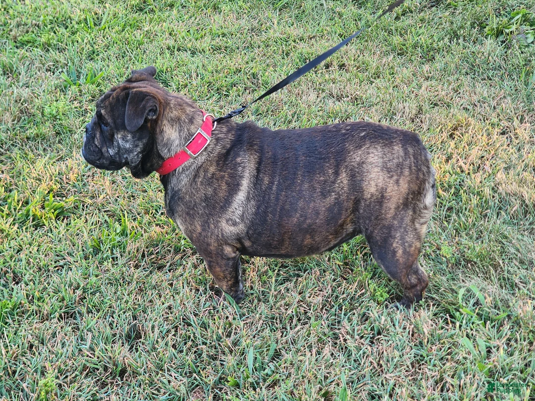 English Bulldog dogs for sale: Chloe - Ad 5
