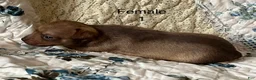 Chiweenie dogs for sale: Chiweenie 5 - Ad 16