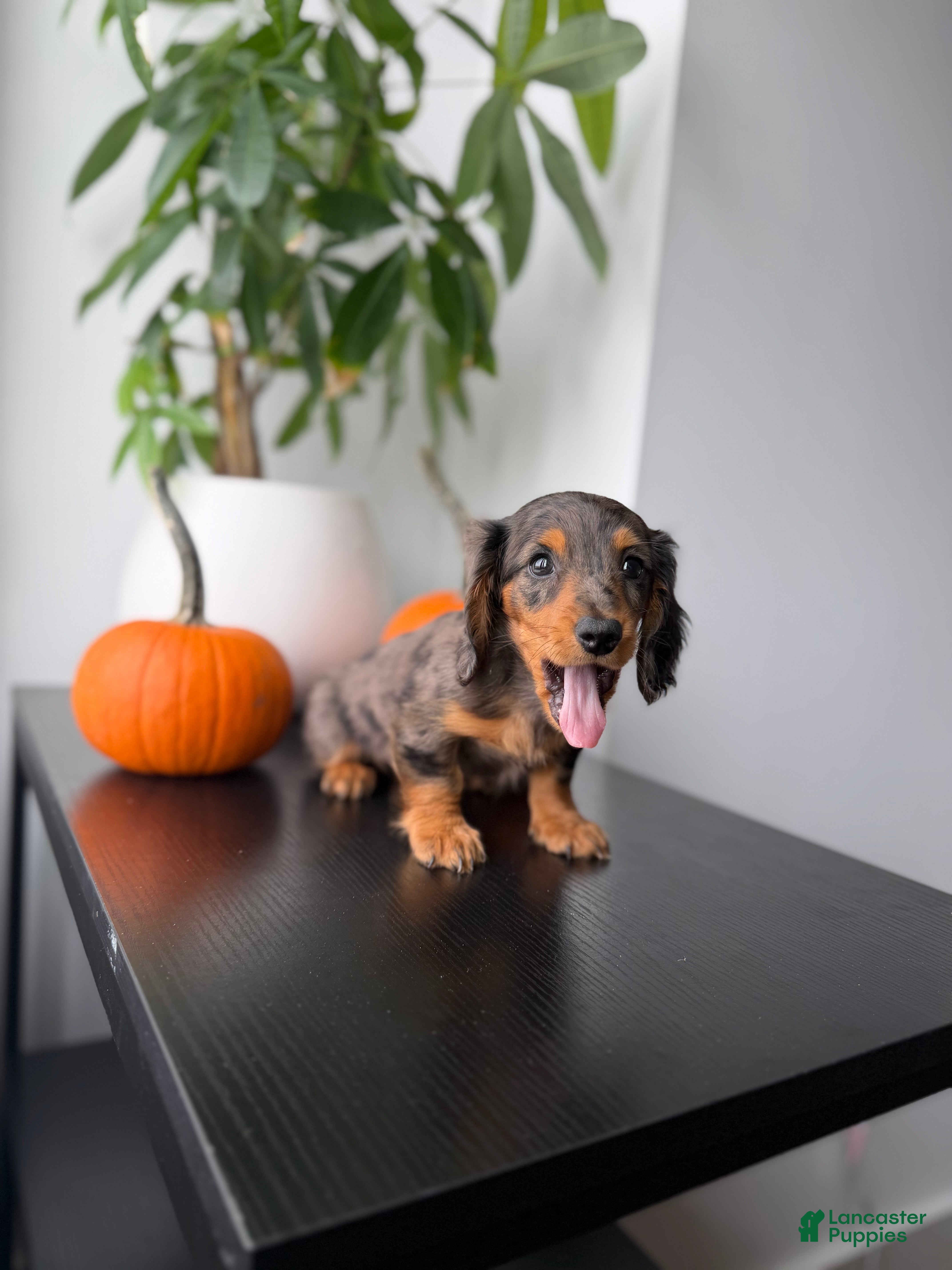 Miniature Dachshund dogs Mikko  - Ad 1