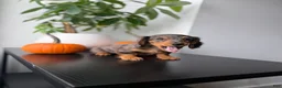 Miniature Dachshund dogs for sale: Mikko  - Ad 1