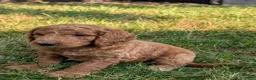 Goldendoodle dogs for sale: Rusty  - Ad 5