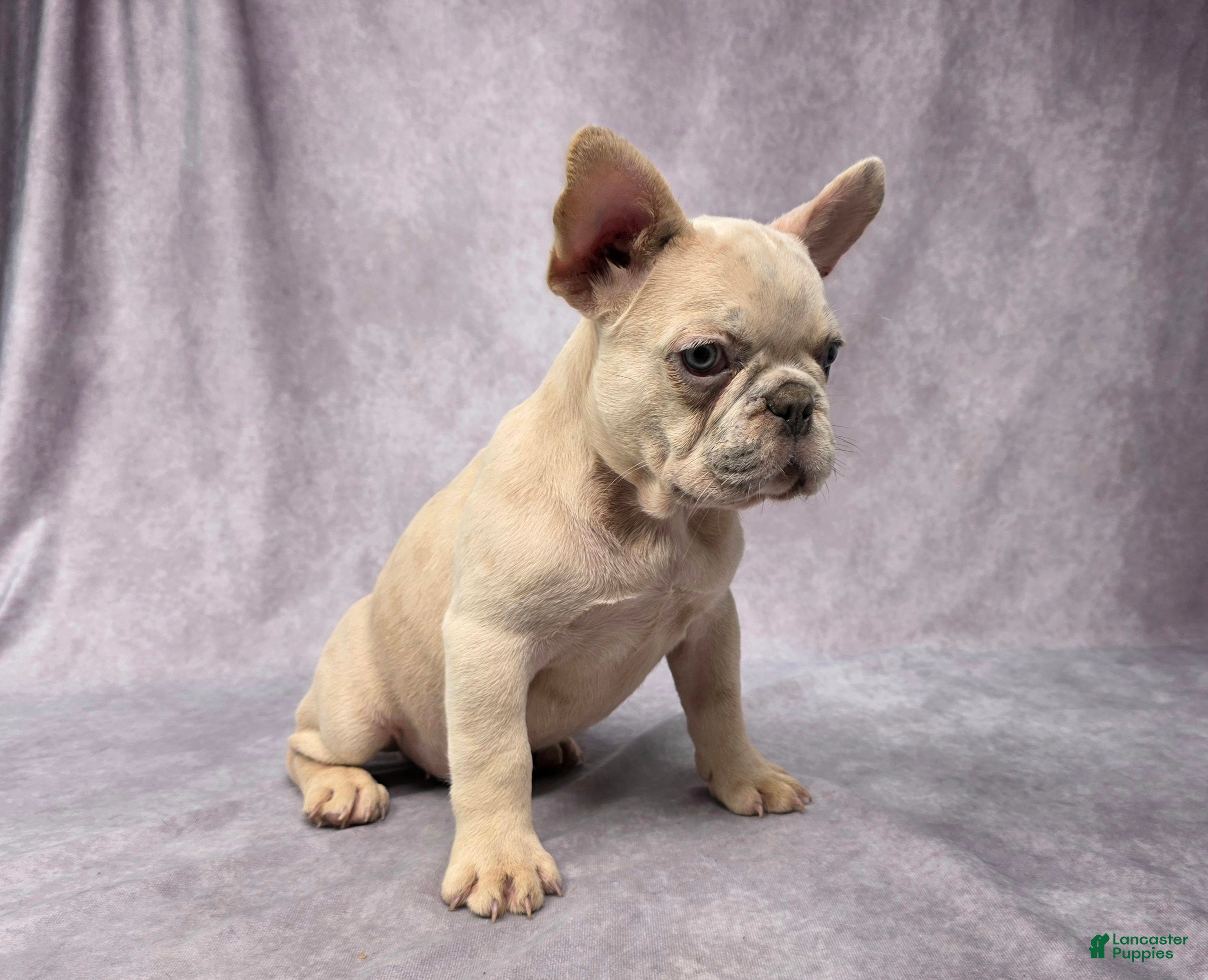 Top French Bulldog Puppies for sale Lancaster Puppies