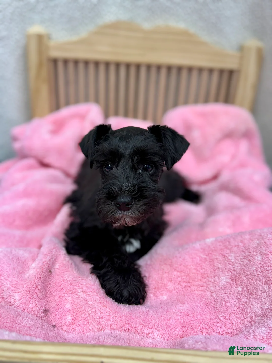 Miniature Schnauzer dogs for sale: Miniature Schnauzer Puppy 2 - Ad 1