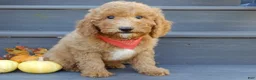 Mini Goldendoodle dogs for sale: Sammy - Ad 5