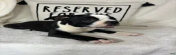 Boston Terrier dogs for sale: Baker - Ad 5