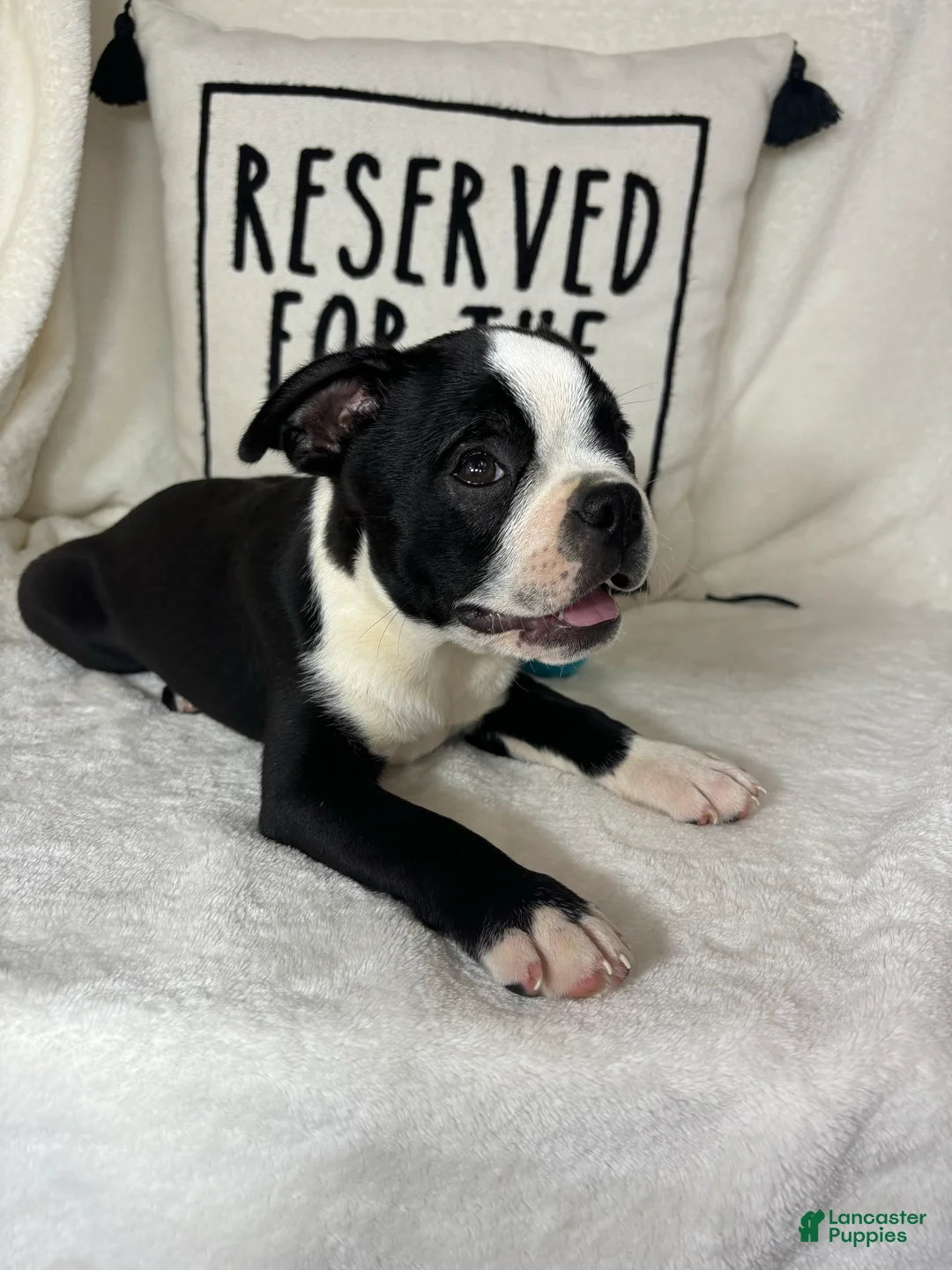 Boston Terrier dogs for sale: Baker - Ad 5