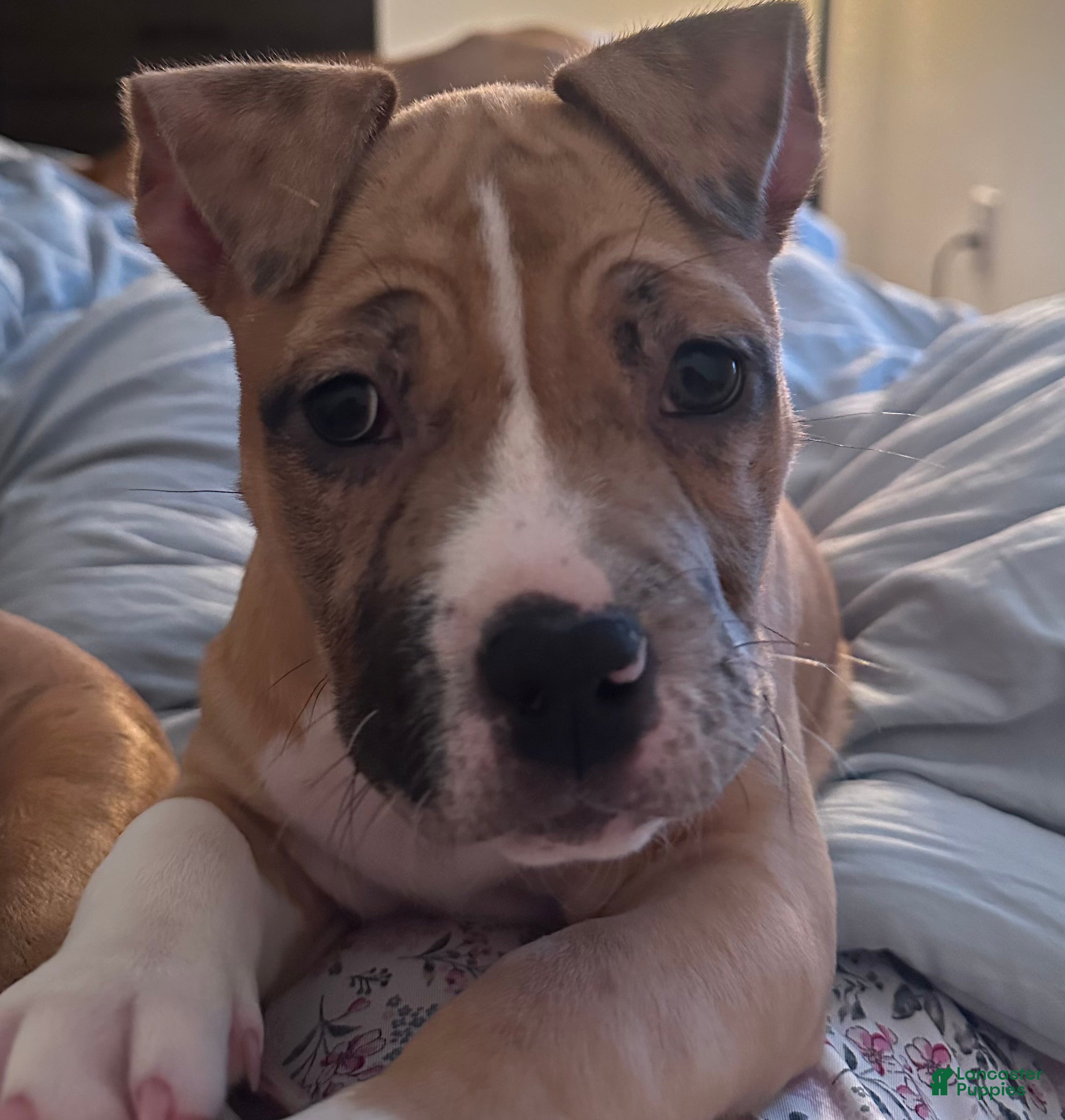 American Bully dogs American EXOTIC POCKET Bully 2 - Ad 1