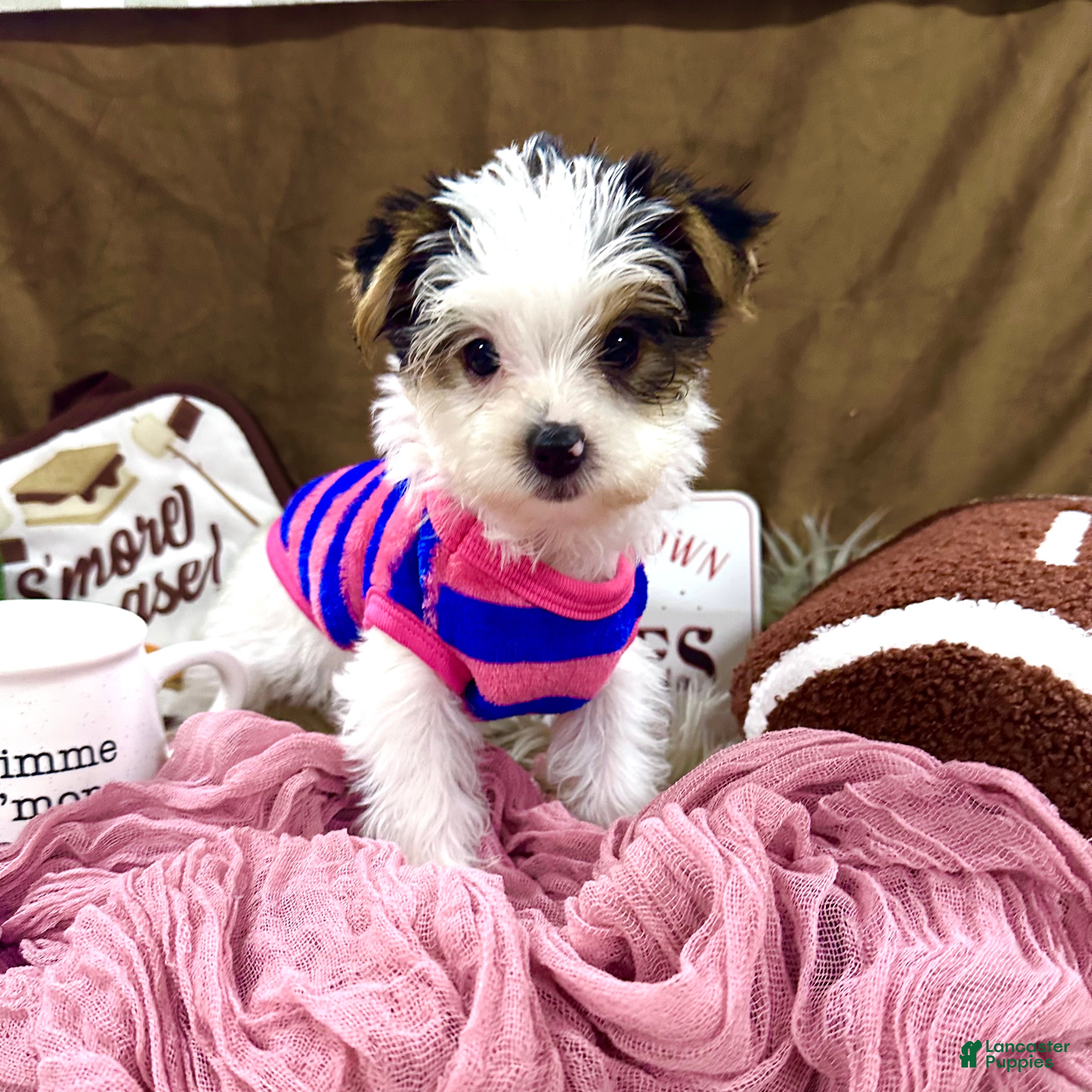 Yorkshire Terrier dogs Bonnie Bell - Ad 1