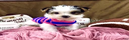Yorkshire Terrier dogs for sale: Bonnie Bell - Ad 1
