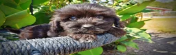 Havapoo dogs for sale: Kipper - Ad 4