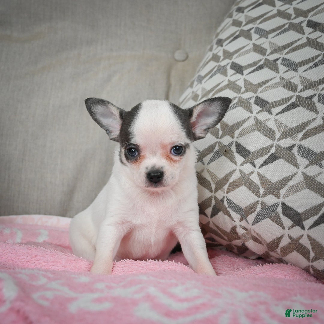 Chihuahua dogs for sale: Jake - Ad 7