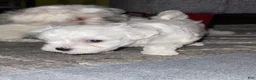 Maltipoo dogs for sale: Paisley - Ad 1