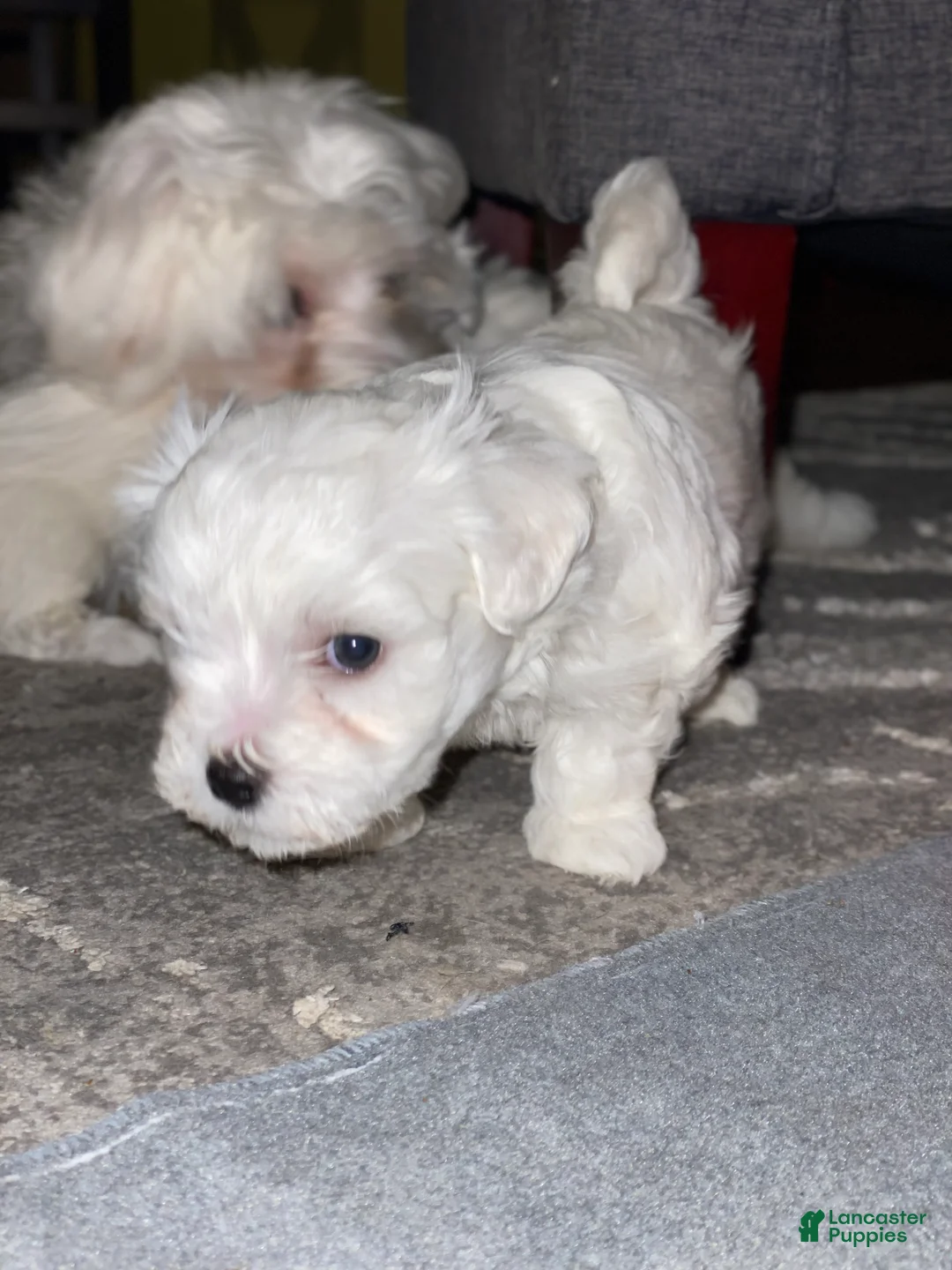 Maltipoo dogs for sale: Paisley - Ad 1