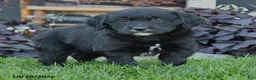 Mixed Breed dogs for sale: Cash - Ad 4
