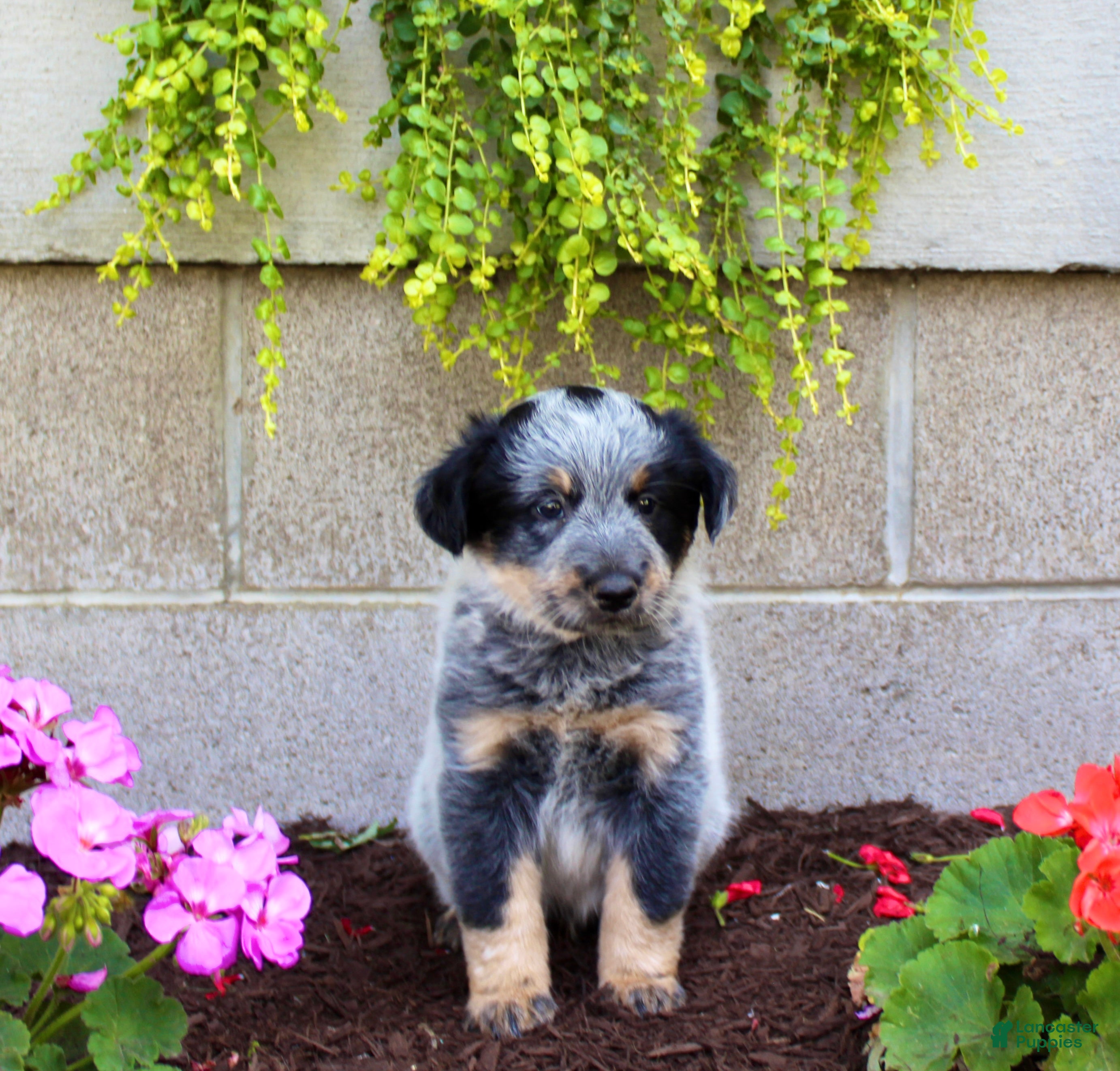 Australian Cattle Dog dogs Bingo - Ad 2