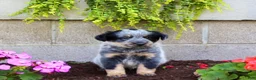 Australian Cattle Dog dogs for sale: Bingo - Ad 2