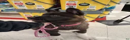 Akita dogs for sale: Yuki the Akita! - Ad 6