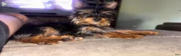 Yorkshire Terrier dogs for sale: Yorkshire Terrier 1 - Ad 3