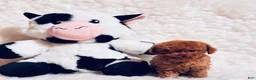 Toy Poodle dogs for sale: Peewee dark red - Ad 1