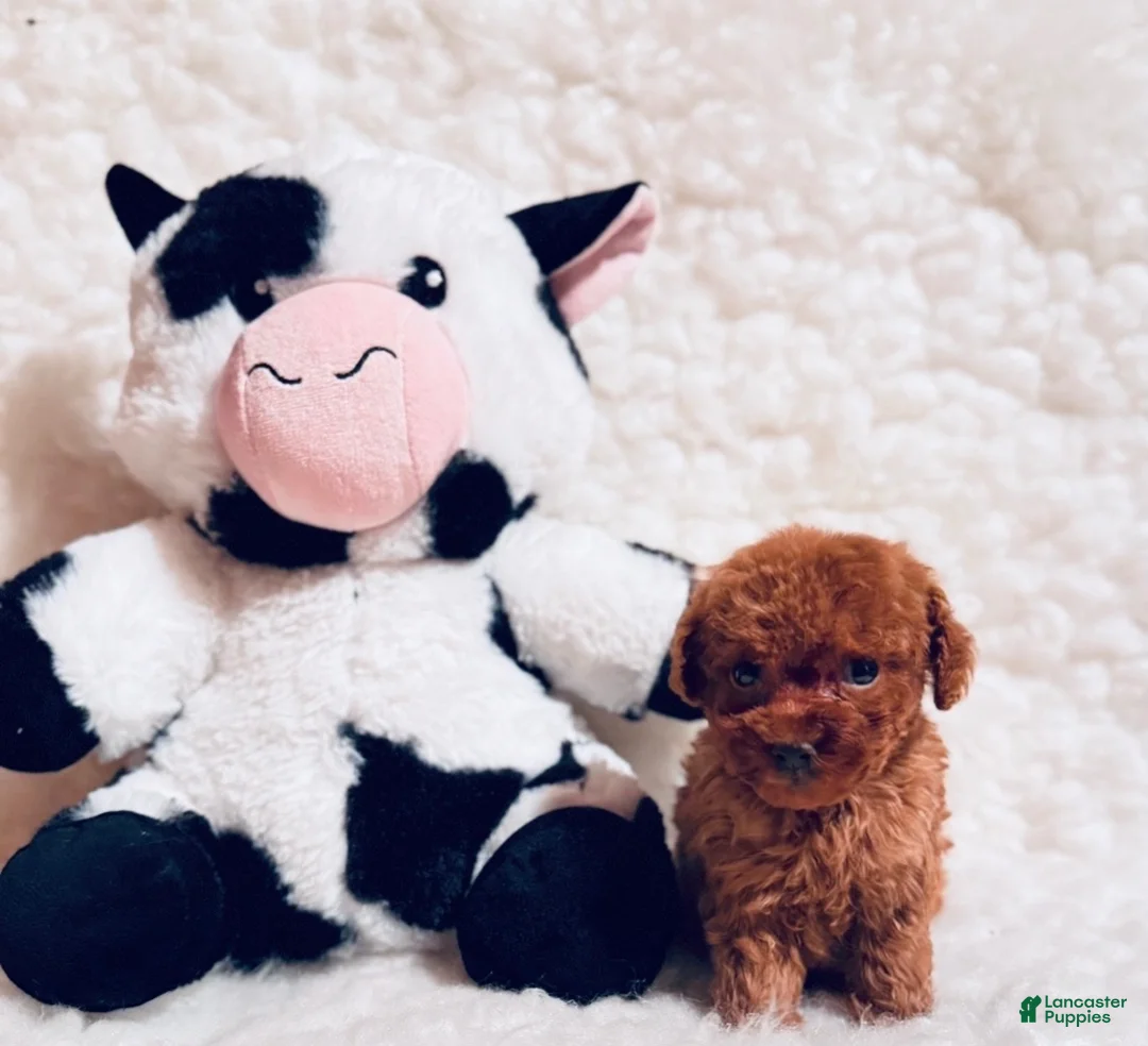 Toy Poodle dogs for sale: Peewee dark red - Ad 1