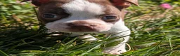Boston Terrier dogs for sale: Apple - Ad 3