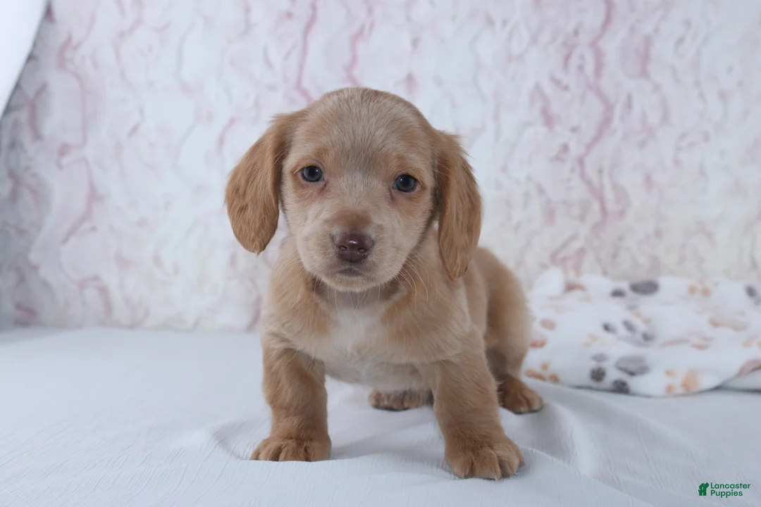 Miniature Dachshund dogs for sale: Berry - Ad 3