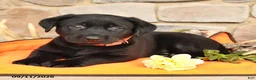 Labrador Retriever dogs for sale: Paxton - Ad 3