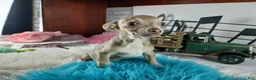 Chihuahua dogs for sale: Lilac and tan male,  Nationwide delivery  - Ad 4