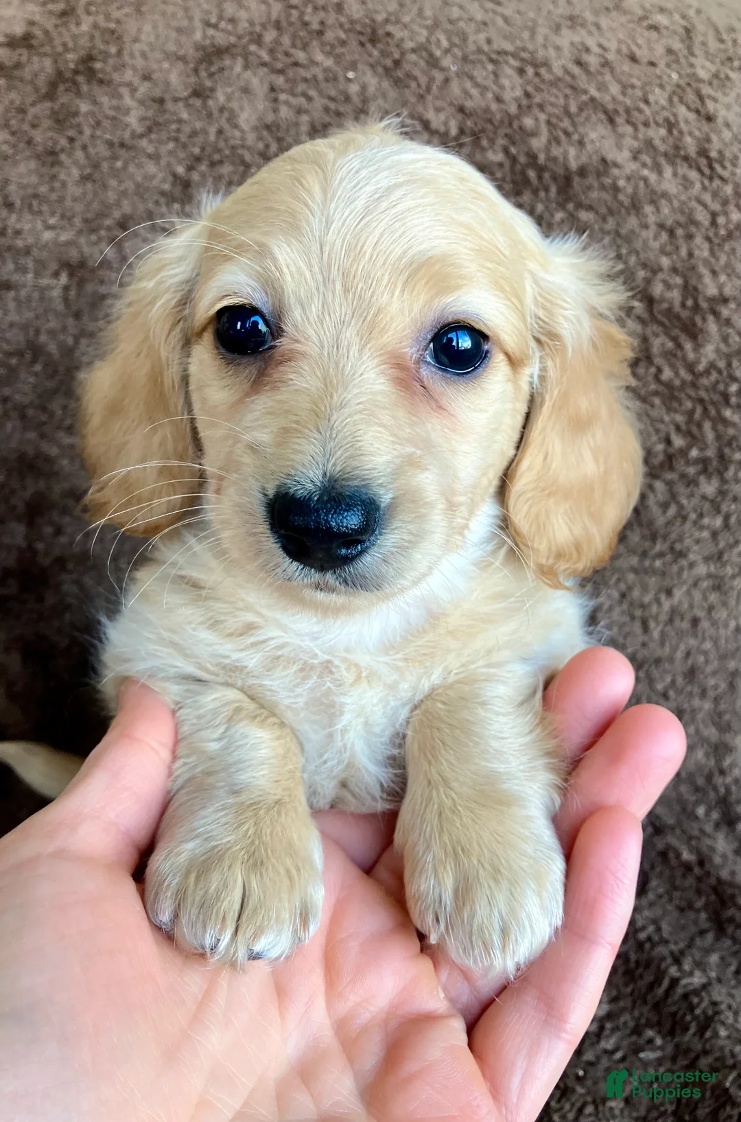 Miniature Dachshund dogs for sale: Mr. Spaghetti Noodle of Fettuccine Villa - Ad 1