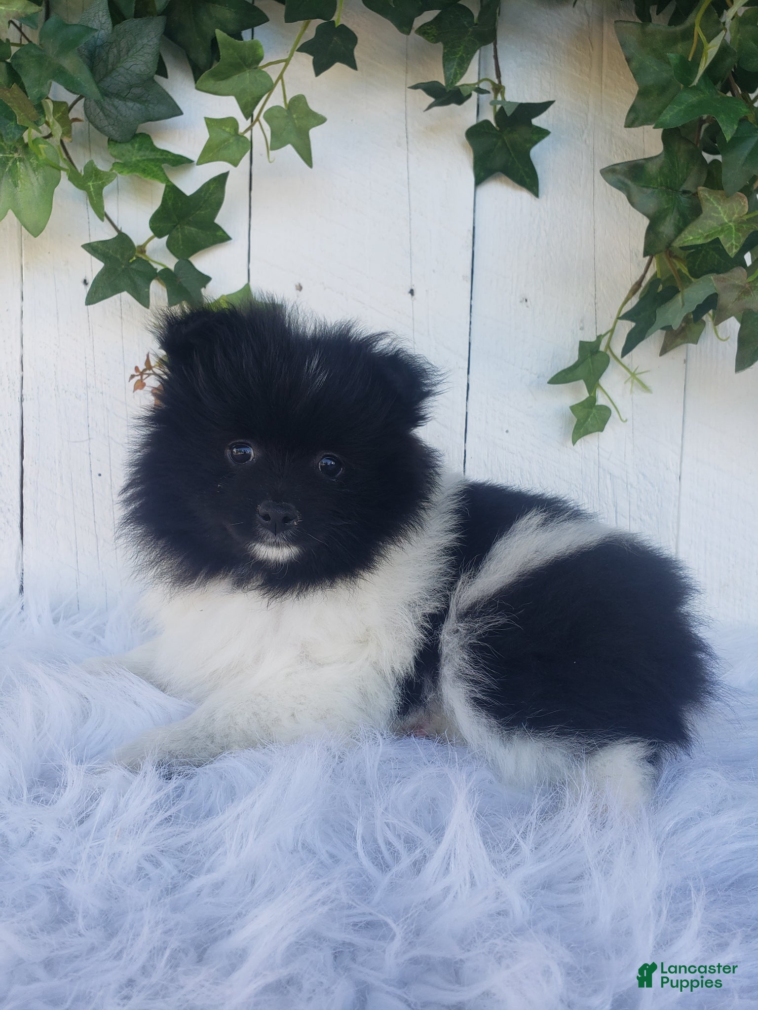 Pomeranian dogs Teddy  - Ad 2