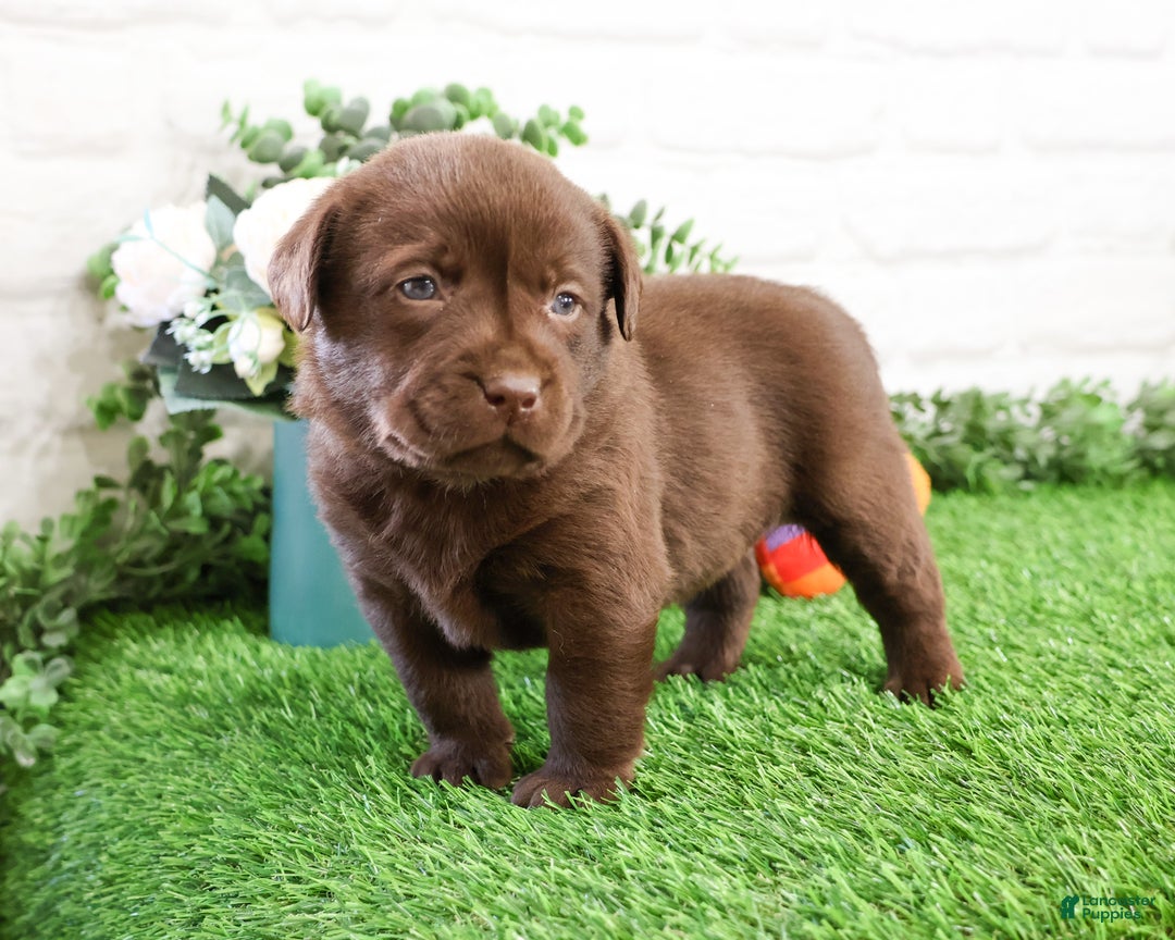 Labrador Retriever dogs for sale: Orchard - Ad 7