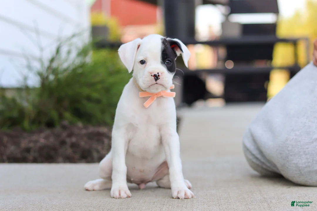 Boxer dogs for sale: Layla - Ad 2