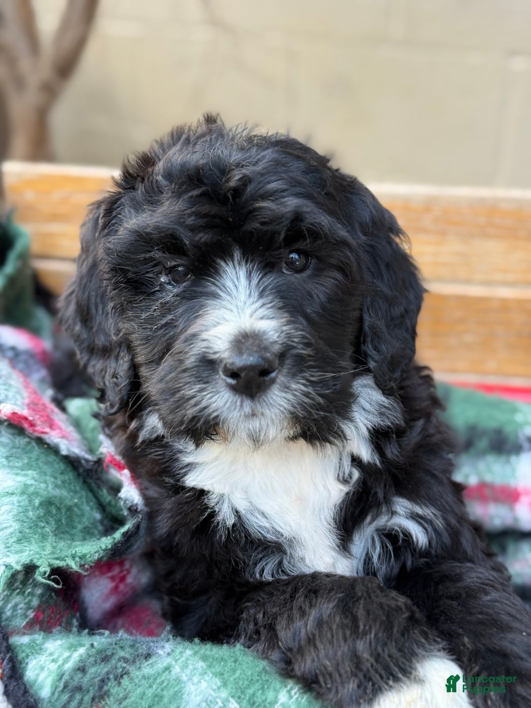 Mixed Breed dogs for sale: Rusty - Ad 9