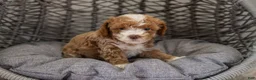 Cockapoo dogs for sale: Nala - Ad 5