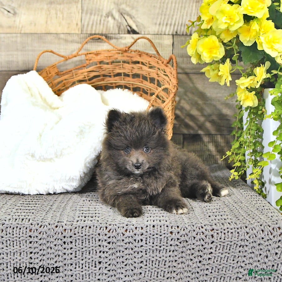 Pomeranian dogs Conner - Ad 1