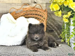 Pomeranian dogs for sale: Conner - Ad 3