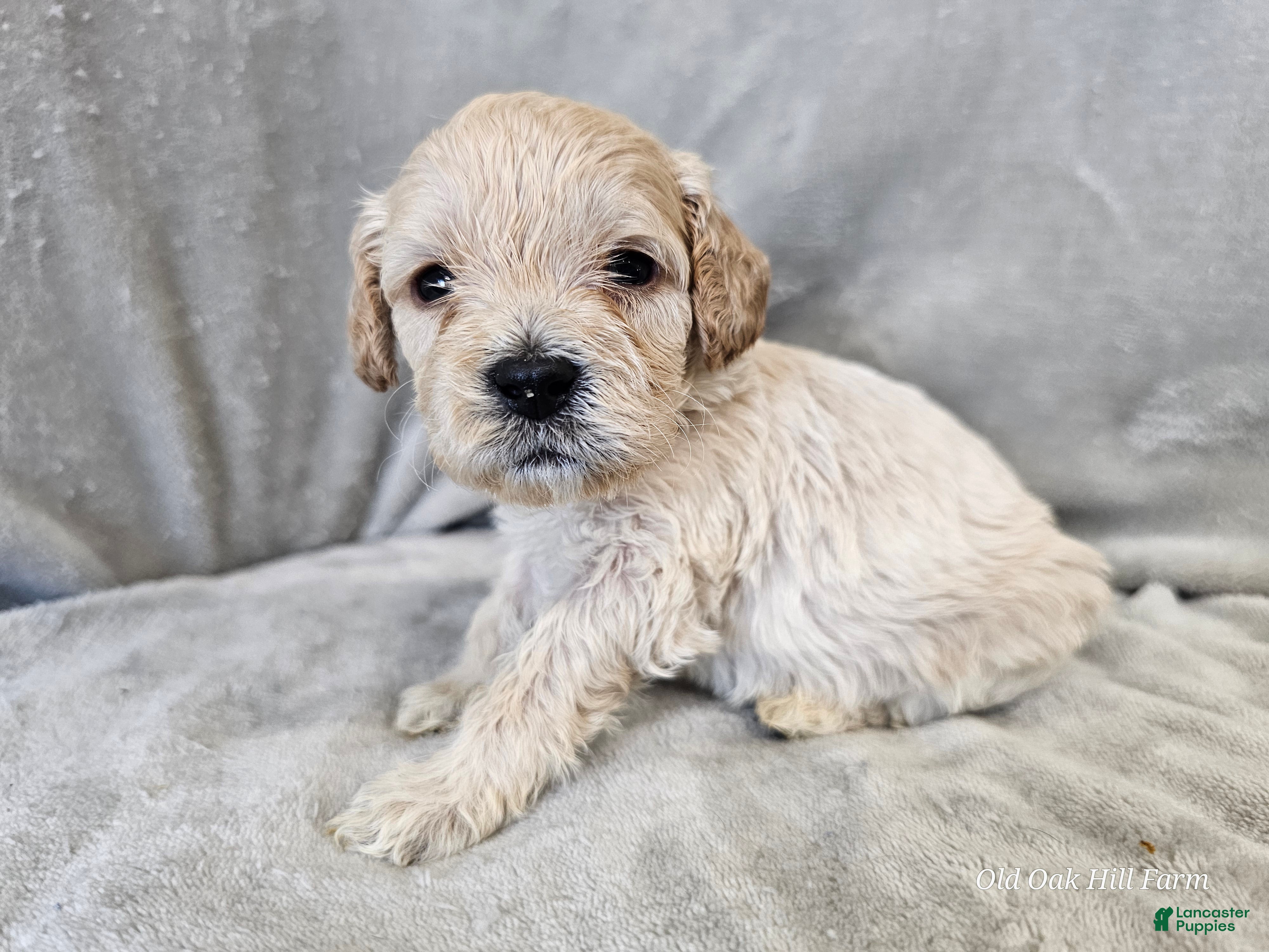 Cavapoo dogs Rotini - Ad 35