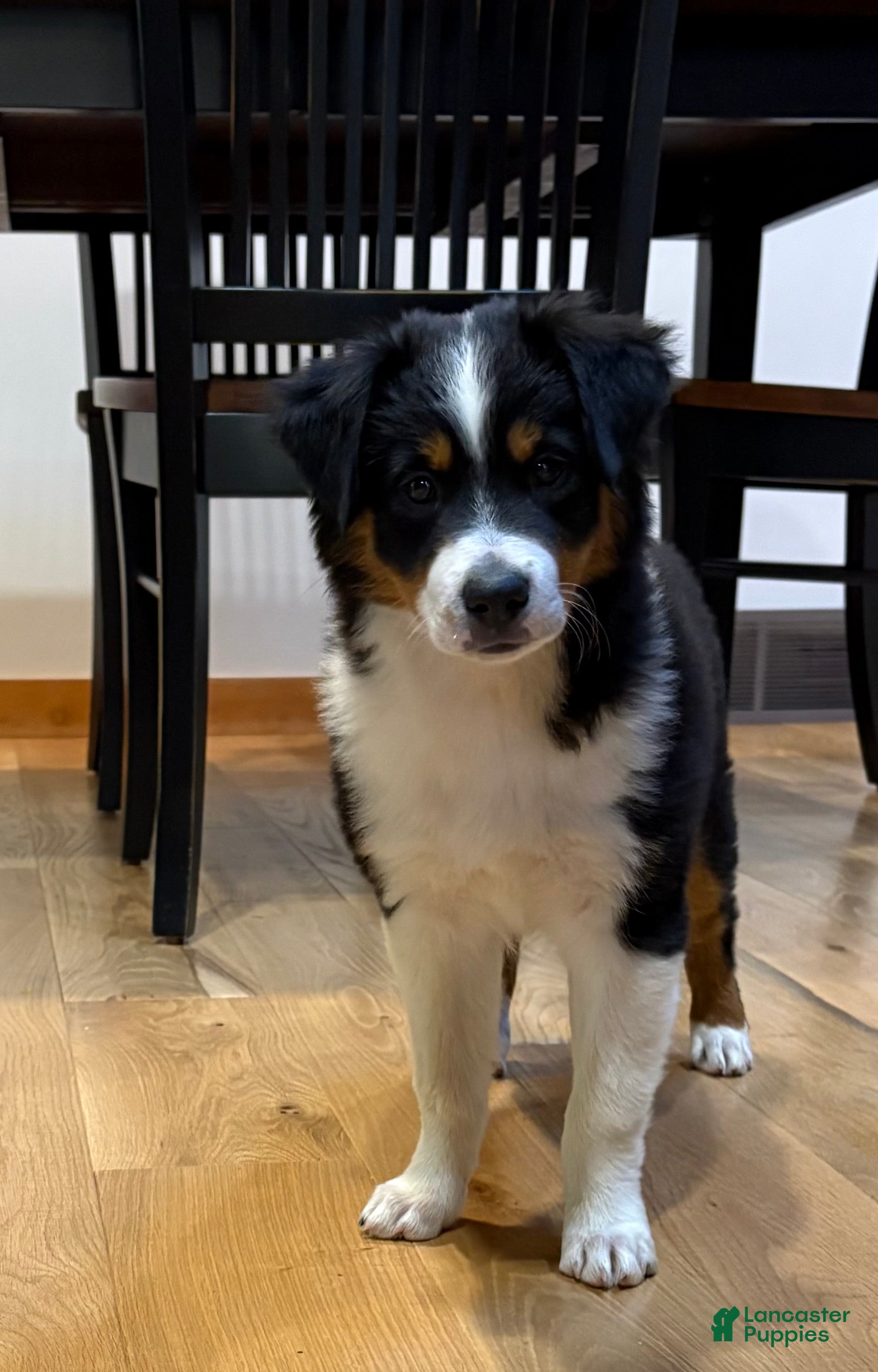 Australian Shepherd dogs Poppy - Ad 2