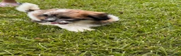 Malshi dogs for sale: Malshi 2 - Ad 2