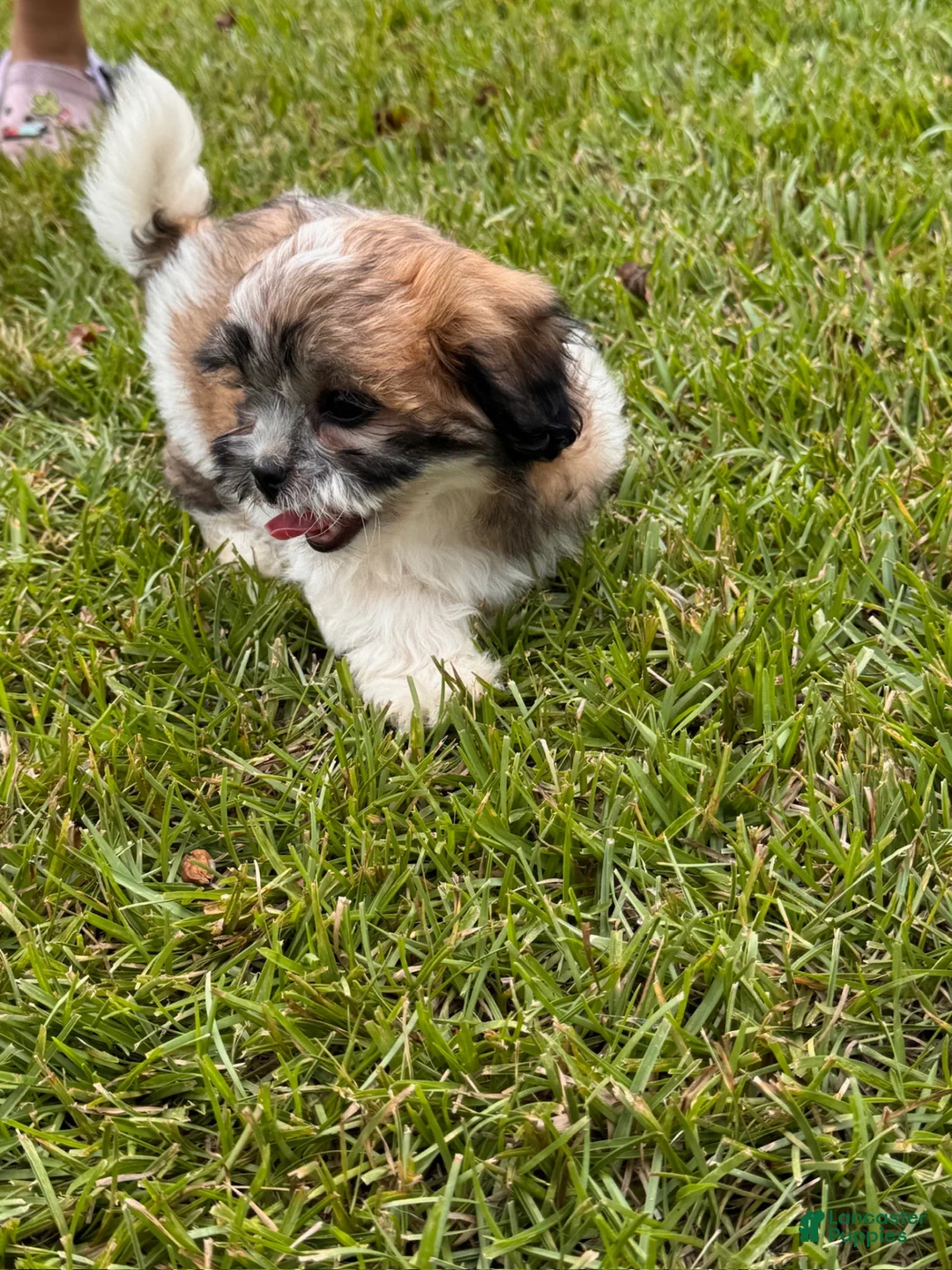 Malshi dogs for sale: Malshi 2 - Ad 2
