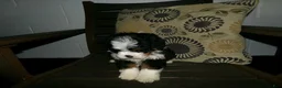 Mini Bernedoodle dogs for sale: Arnold - Ad 9