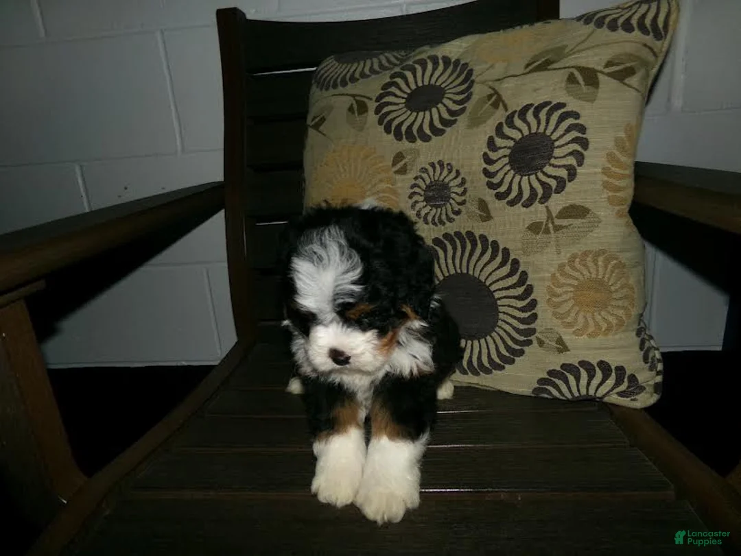 Mini Bernedoodle dogs for sale: Arnold - Ad 9