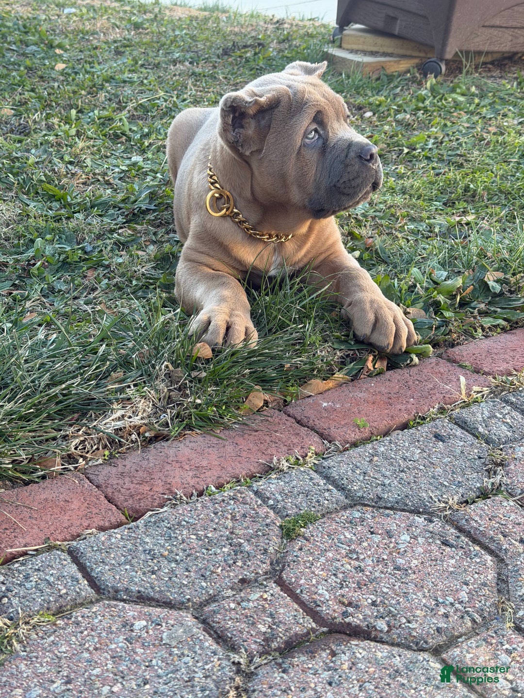 Cane Corso dogs for sale: Big boy  - Ad 3