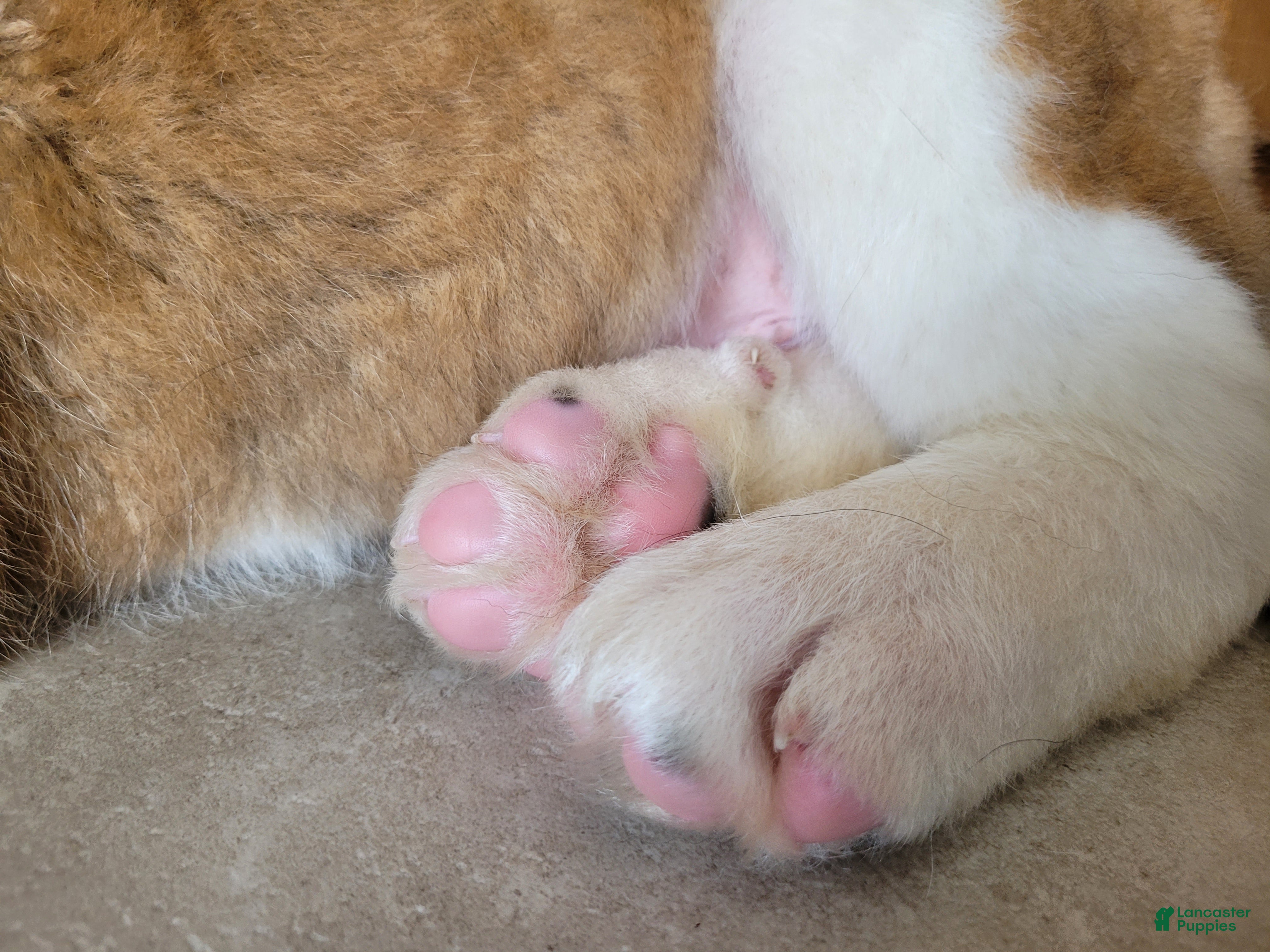 Saint Bernard dogs Beau - Ad 2